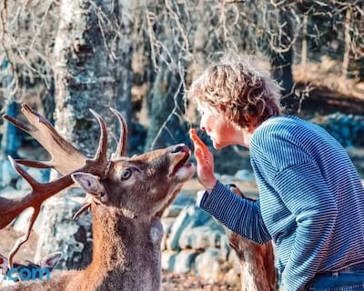 Damwildfarm In Rollerbu Sudschweden