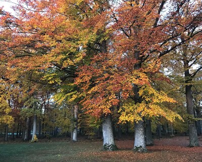 Best Western Valhall Park Hotell