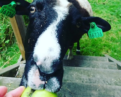 Lush area right next to Göta Kanal