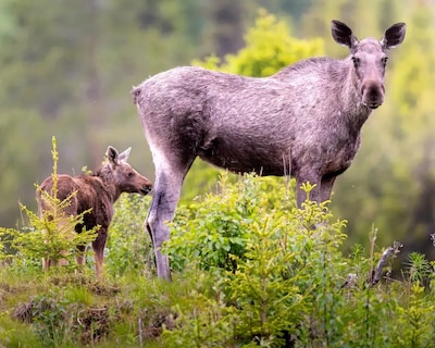 The Bears Den, Cozy Home