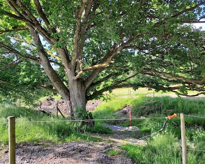 Älgbergets Bed & Breakfast